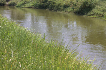 Obraz premium gold rivers water flow with green grass bank 