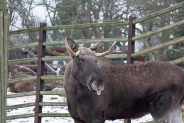 Moose. Wild life in swedish nature park Skansen, Stockholm, Sweden.