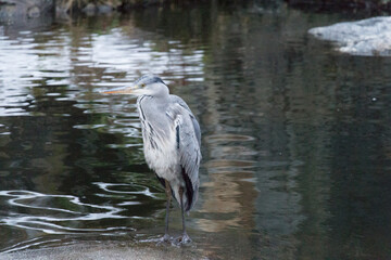 Grey heron walking at pond in winter time.