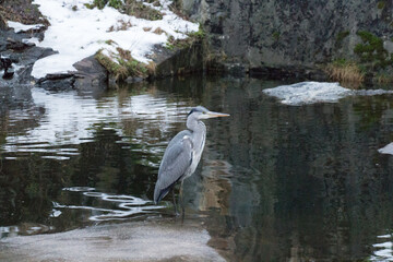 Grey heron walking at pond in winter time.