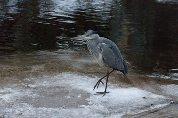 Grey heron walking at pond in winter time.