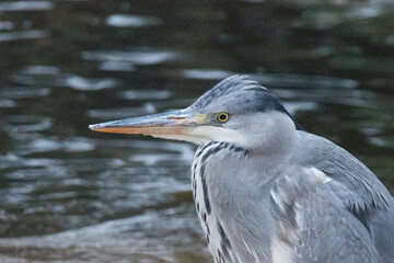 Grey heron walking at pond in winter time.