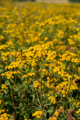Blooming Tansy (Tanacetum vulgare) in the field. Yellow flowers of  Common Tansy or Bitter Button. Flowering Cow Bitter or Golden Buttons.