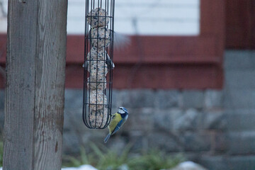 Great tits are feeding from feeder rack.