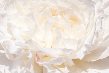 Panele Szklane  Romantic banner, delicate white peonies flowers close-up. Fragrant pink petals