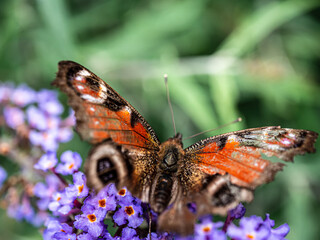 View of beautiful butterfly sitting on the summer flowers.