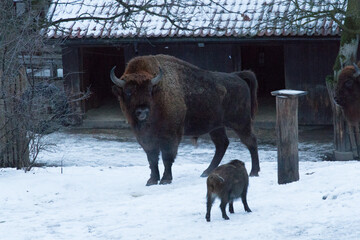 Bisons in winter time. Wild life in swedish nature park Skansen, Stockholm, Sweden.