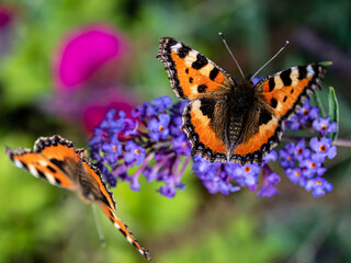 View of beautiful butterfly sitting on the summer flowers.
