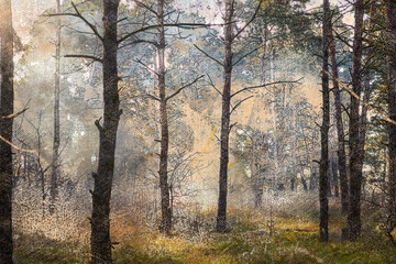 Morning fog in a pine forest. The first rays of sunlight illuminate a mysterious forest with tall trees. Digital watercolor painting