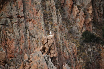 Corse Calanques Piana 5