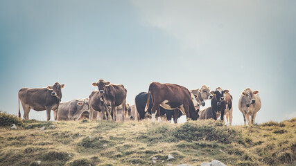 Naklejka na ściany i meble Group of cows in an Italian pasture