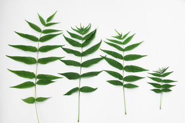 Autumn card. Yellow, bright leaves on a white background. Autumn texture from grape leaves of different colors