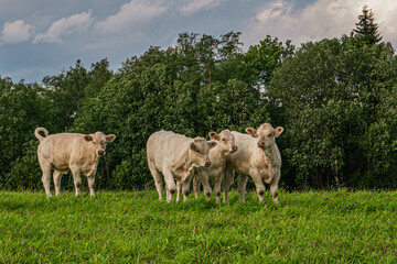 Obraz premium Four white young cows in a green meadow.