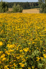 Blooming Tansy (Tanacetum vulgare) in the field. Yellow flowers of  Common Tansy or Bitter Button. Flowering Cow Bitter or Golden Buttons.