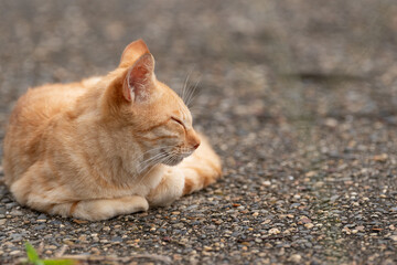 眠そうな猫　茶トラ猫