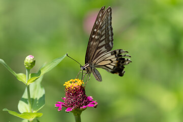 花に集まるアゲハチョウ
