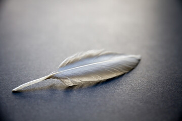 White feather on elegant background