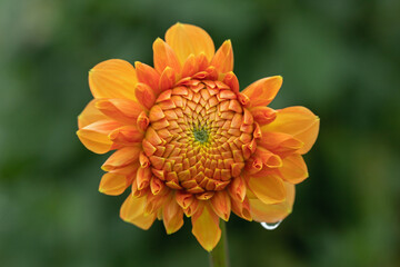 Orange dahlia blossom and a dew drop. Dark green blurred background.