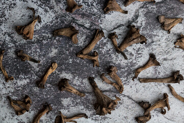 Composition of trumpets of death mushroom from the forest on a grungy dark concrete background