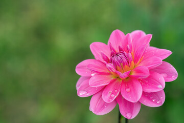 Pink Dahlia blossom with dewdrops. Copy space.