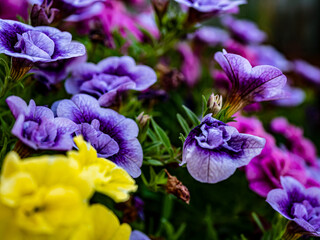 Macro shot of beautiful summer flowers in the garden.