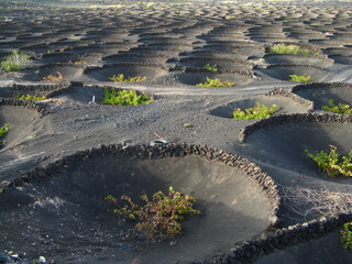 FORMA DE AGRICULTURA TRADICINAL DE LA VID EN LA ISLA DE LANZAROTE