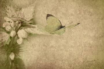 Old paper textured background with flowering wild plant. The butterfly flies. Copy space is available. Vintage style image. Lamium moschatum or Musk deadnettle wildflower. Large white butterfly Pieris