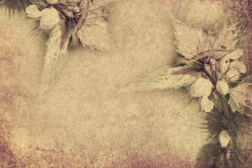 Old paper textured background with flowering plant. Copy space is available. Vintage style image....