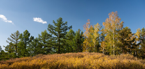 Fototapeta premium Forest with yellow foliage in fall season