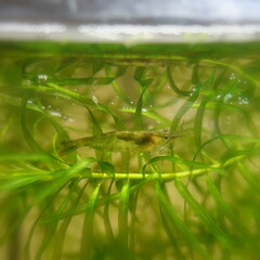 小型魚水槽　ミナミヌマエビ
