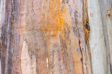 Colorful Eucalyptus bark background. Eucalyptus tree texture. 