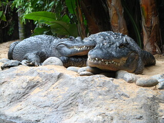 COCODRILO