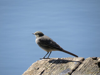 bird on a raft
