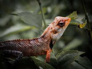 Sri Lankan Lizard sunbathing on tree leaves
