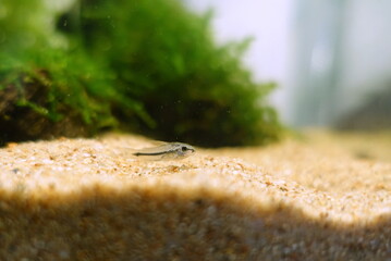 コリドラスピグミー