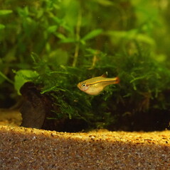 アカヒレ　淡水魚