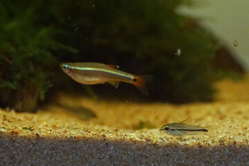 アカヒレ　淡水魚