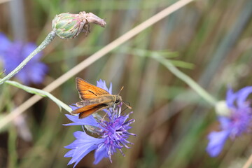 Schwarzkolbige Braun-Dickkopffalter