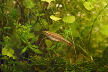 アカヒレ　淡水魚