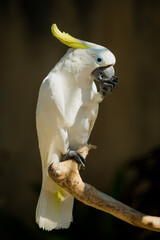 Sulphur-crested Cockatoo, Cacatua galerita sitting on branch 