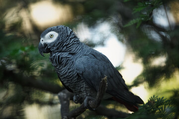 African grey parrot in green park