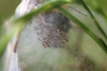 Nest einer Winkelspinne