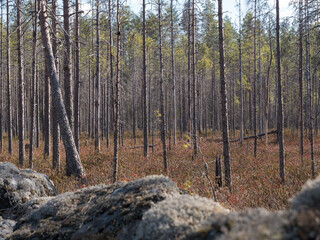 Dwarf-shrub pine bog by field of rocks