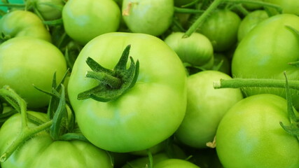 green fresh tomatoes autumn beds summer harvest cottage garden vegetables