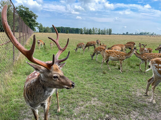 Naklejka na ściany i meble A herd of sika deer with a leader walking in a field