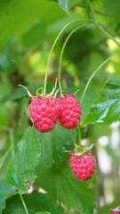 ripe red berries raspberries autumn beds summer harvest cottage garden vegetables