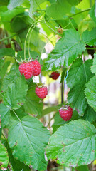 ripe red berries raspberries autumn beds summer harvest cottage garden vegetables