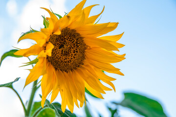 big sunflower flower on blue sky background with bee