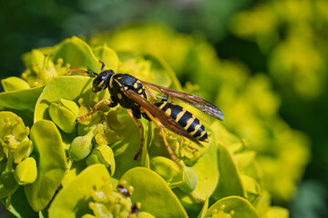 wasp on a leaf