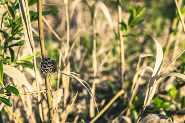 Wasp and nest located on a branch.